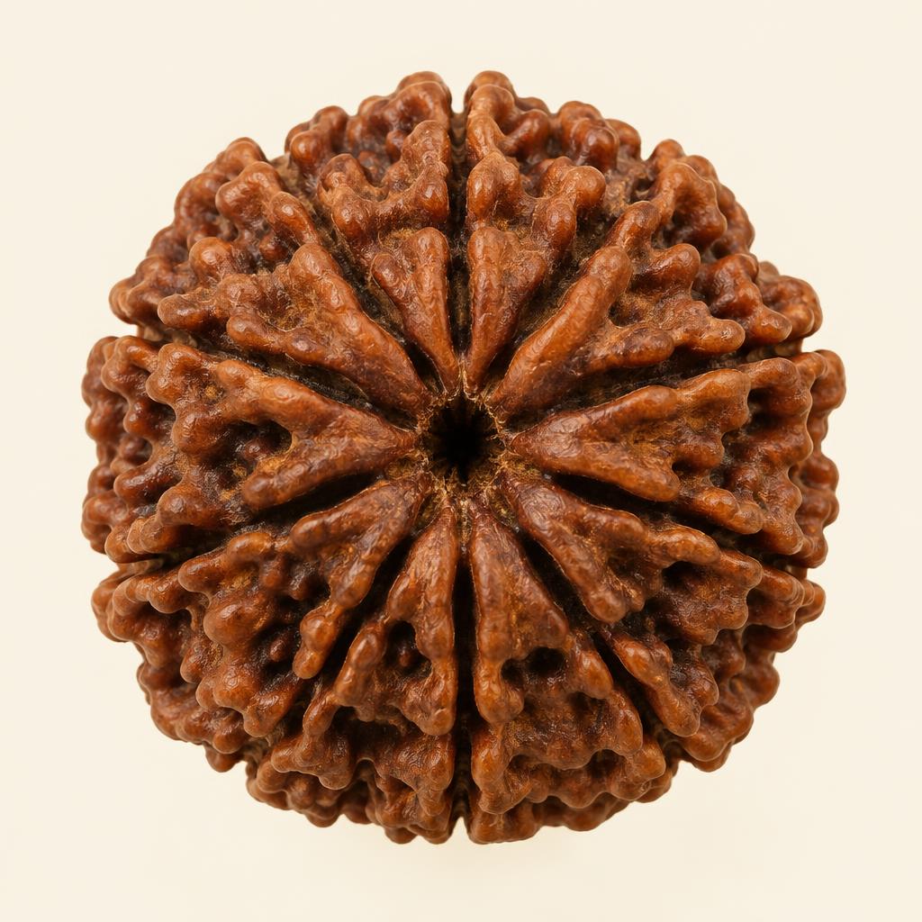 4 Mukhi Nepali Rudraksha — front view (sample photograph)