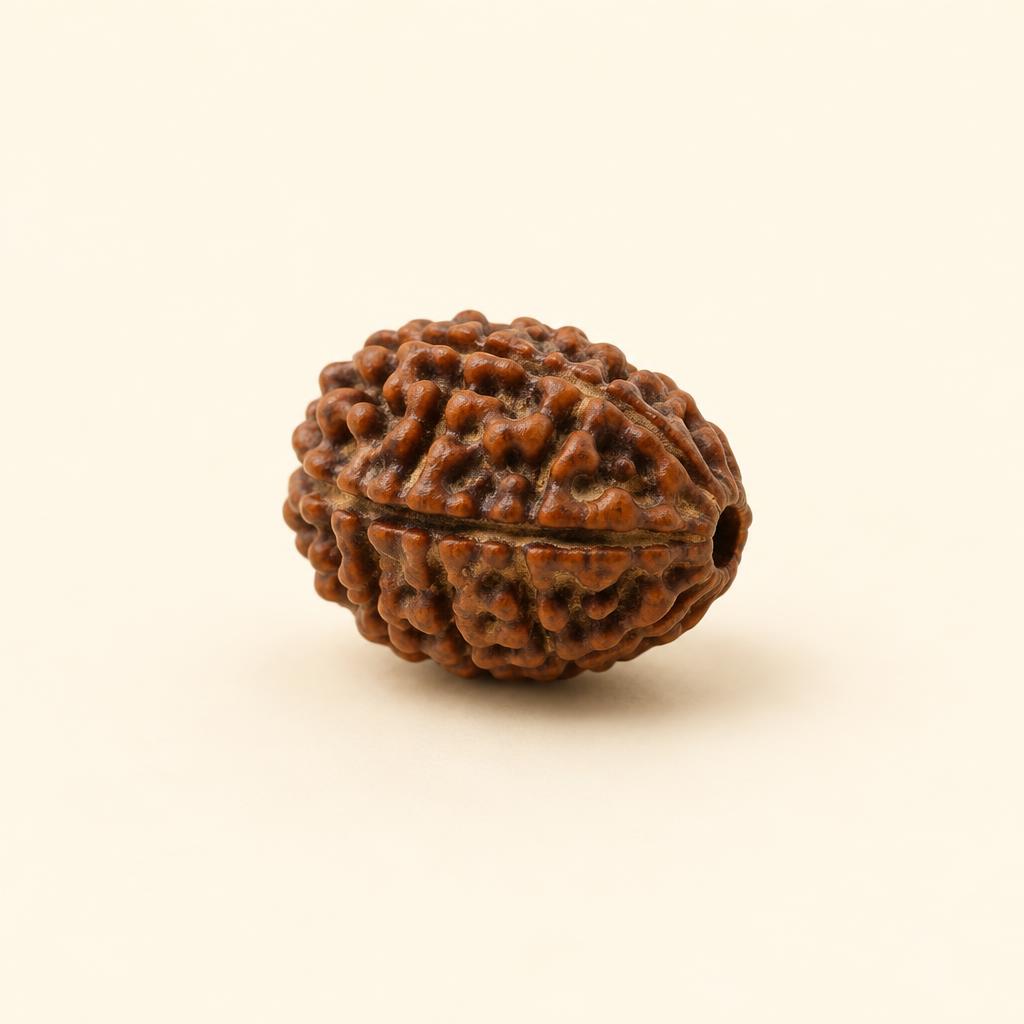 5 Mukhi Nepali Rudraksha — Large Collector — side profile (sample photograph)